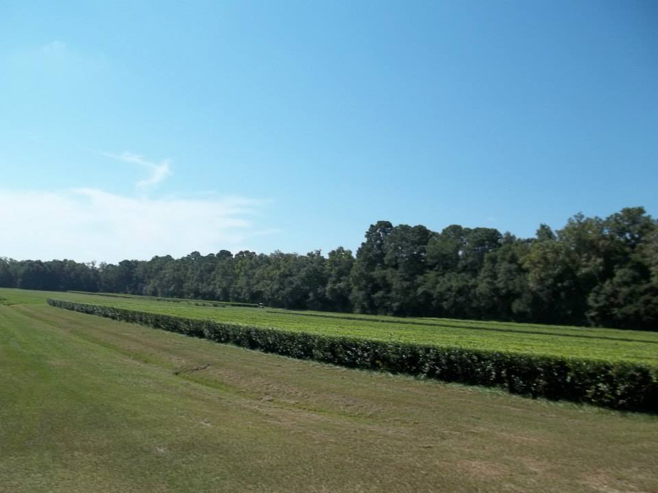 2013 Charleston SC 16